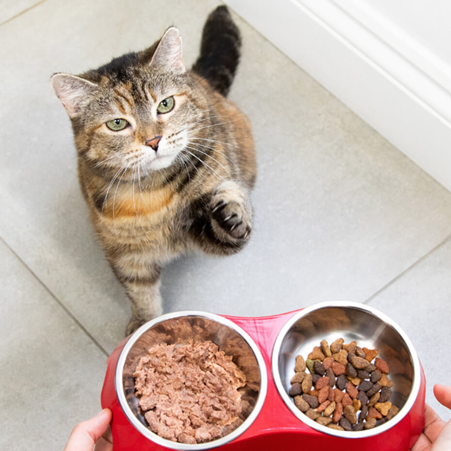 Should cats only shop eat dry food